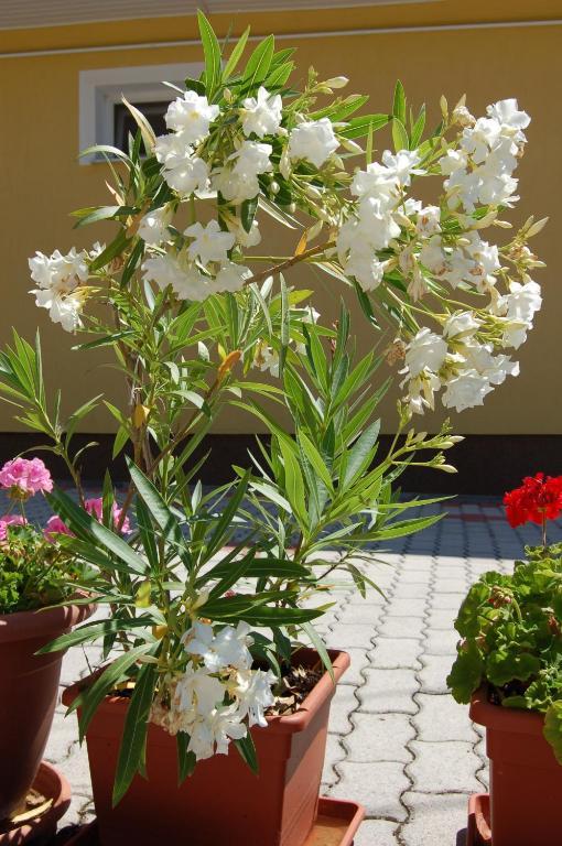 Apartmanhaz Cedrus 8 Appartement *